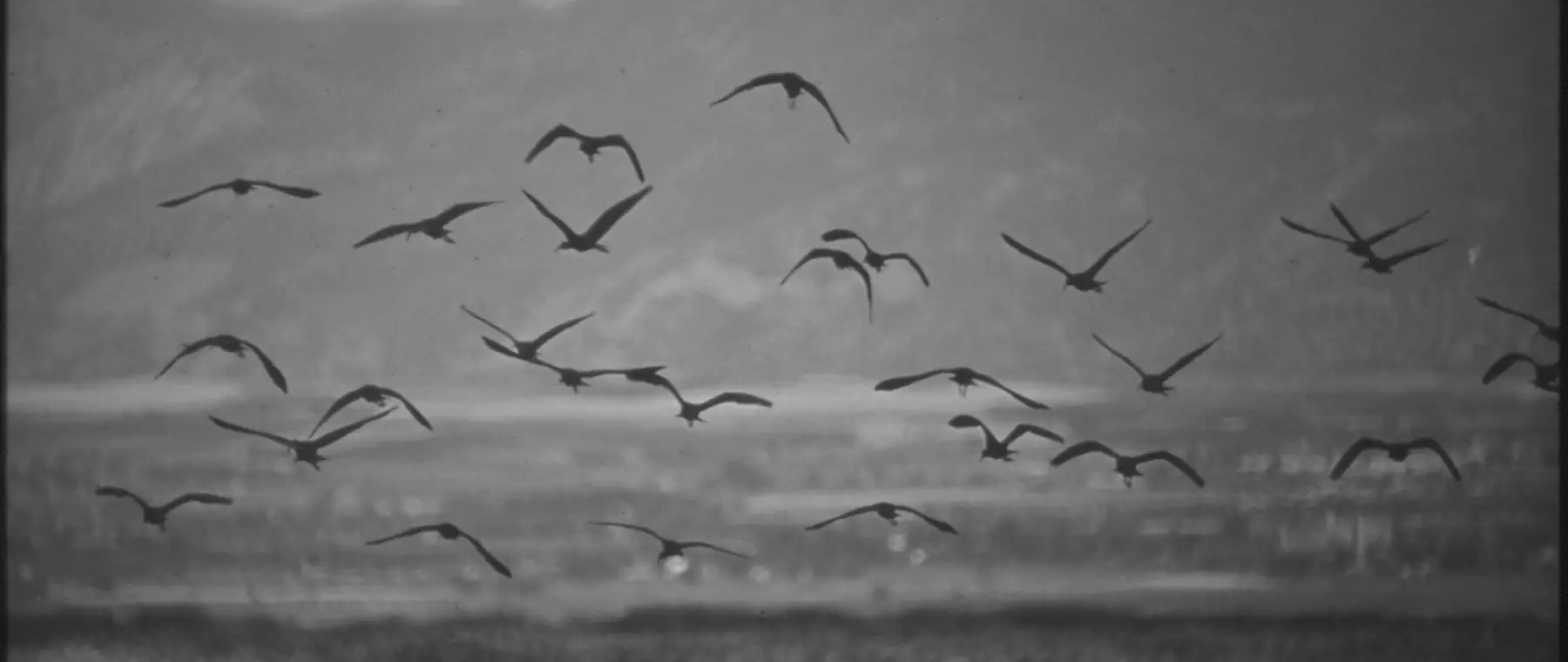 Waterfowl over the eastern shore wetlands of the Great Salt Lake, the shorelands west of Hooper, Utah
