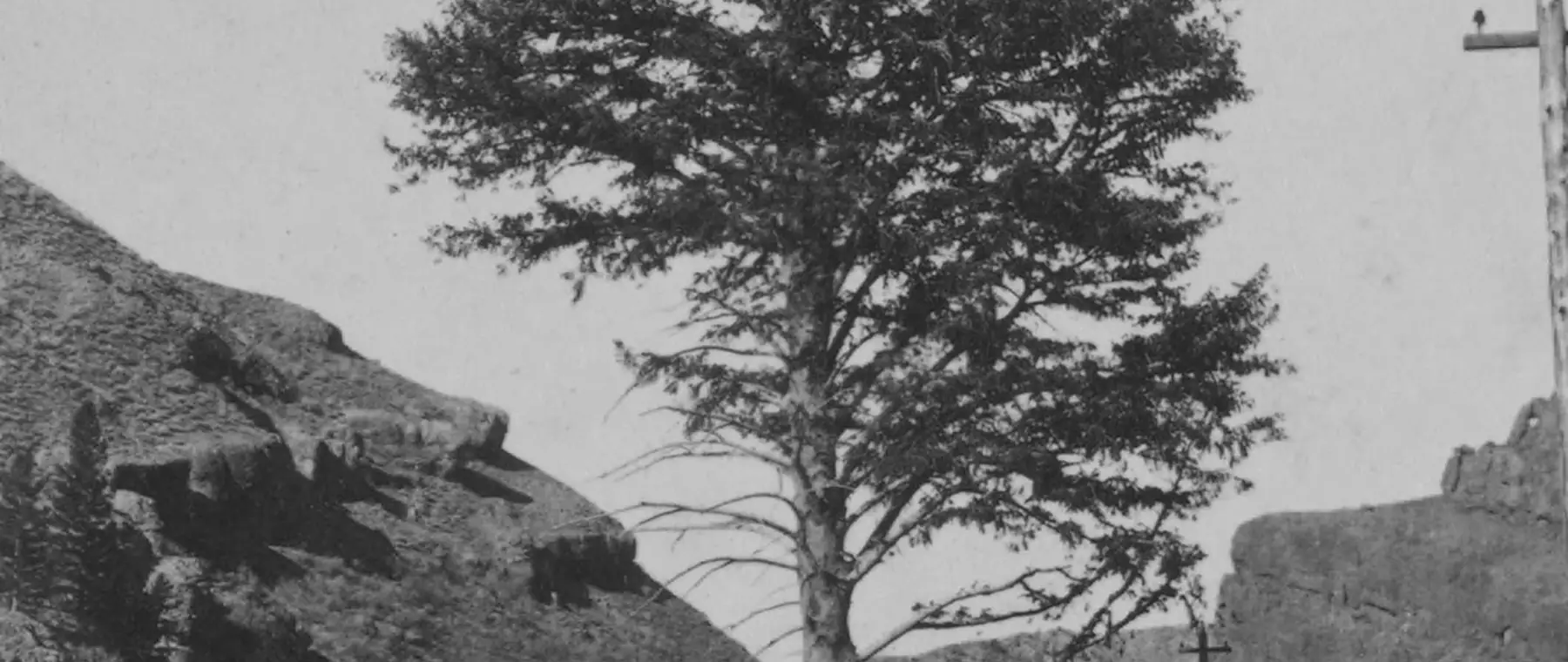 The 1,000-Mile Tree on the Union Pacific line in Weber Canyon, at the canyon mouth above Uintah, Utah